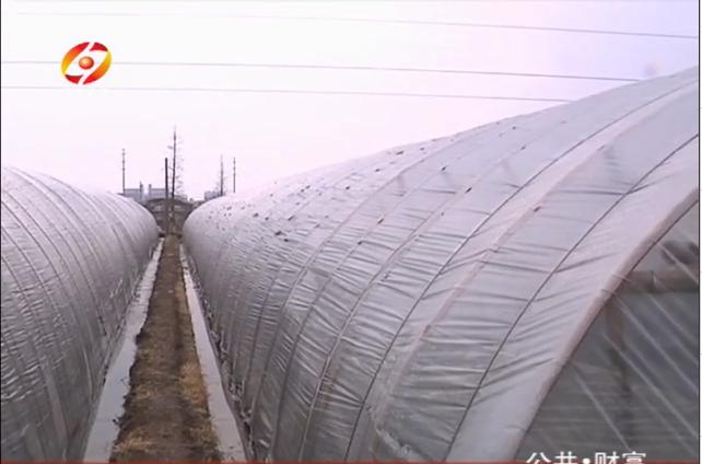 Green House,Green houses