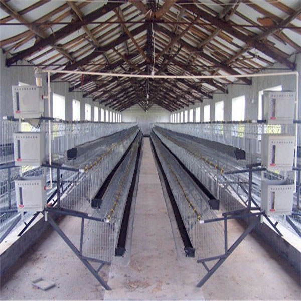 Chicken steel farm building,Chicken Farm Equipment