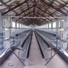 Chicken steel farm building