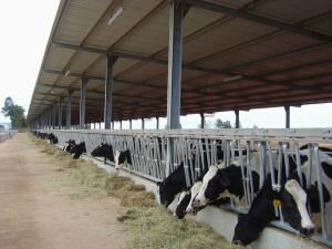 Steel cow farm building,Cow farm
