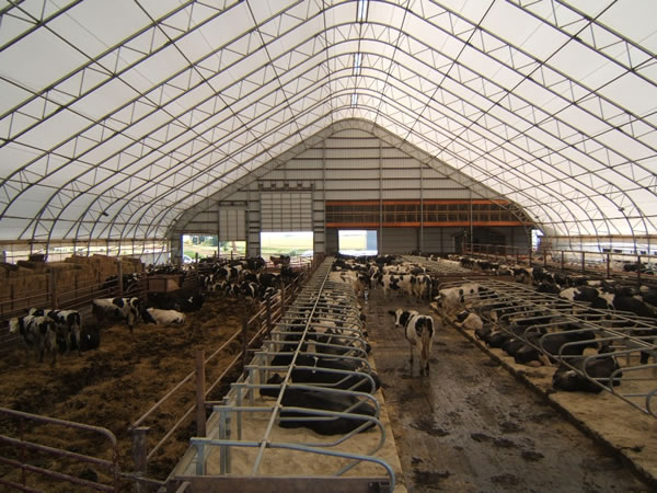 Steel cow farm building,Cow farm