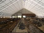 Steel cow farm building