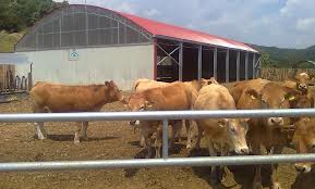 Steel cow farm building,Cow farm building 