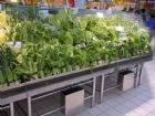 Vegetable Shelf