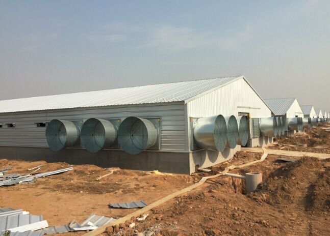 Steel farm building,Chicken Farm building