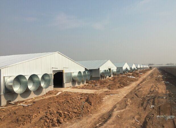 Steel farm building,Chicken Farm building