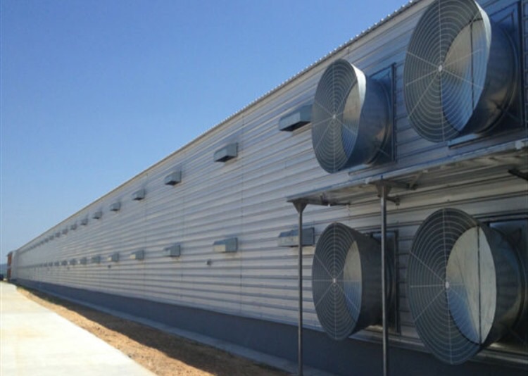 Steel farm building,Chicken Farm building