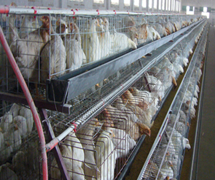 Chicken  farm ,Chicken steel farm building