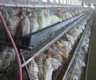 Chicken  farm 