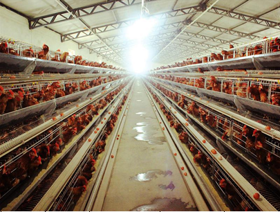 Chicken Farm,Chicken steel farm building